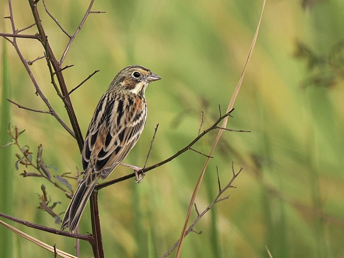 Bandammer - ML646192071