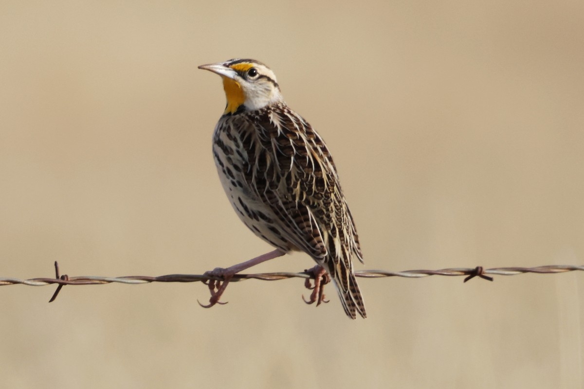 Chihuahuan Meadowlark - ML646192073