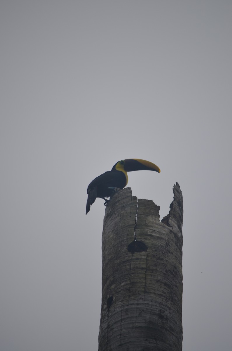 Toucan tocard - ML646192089