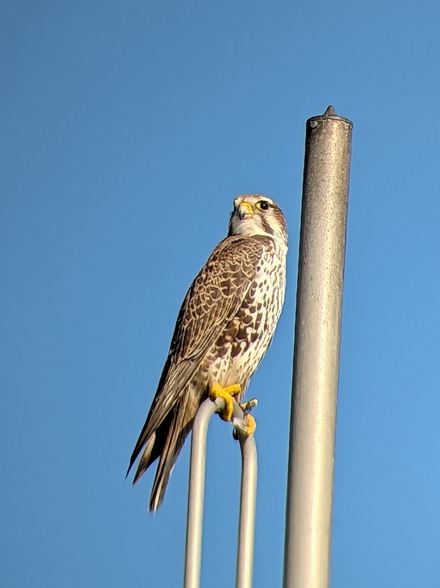 Prairie Falcon - ML646192097