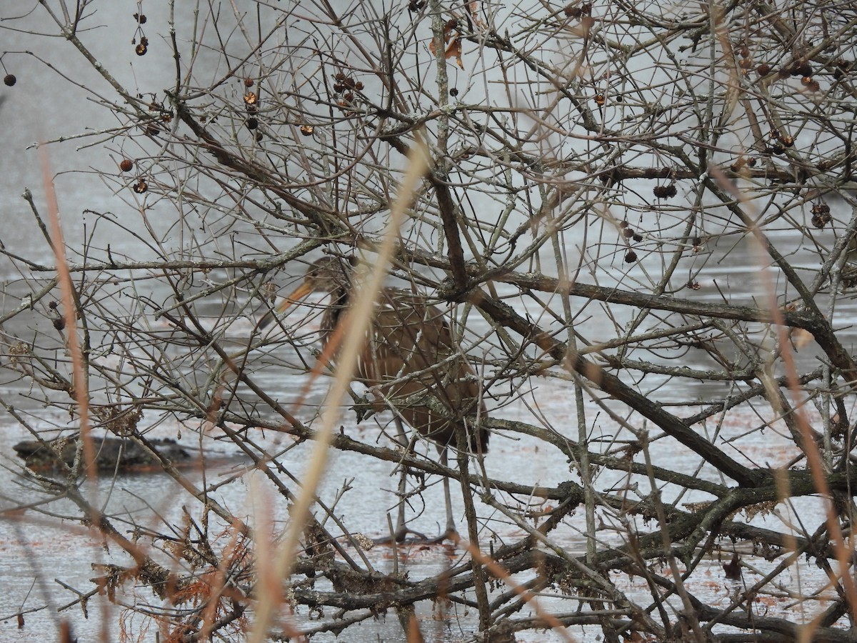 Limpkin - ML646192104