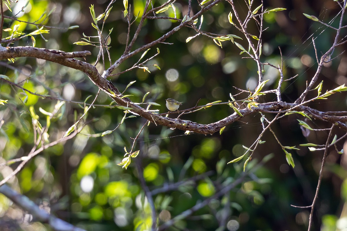 Yellow-browed Warbler - ML646192107