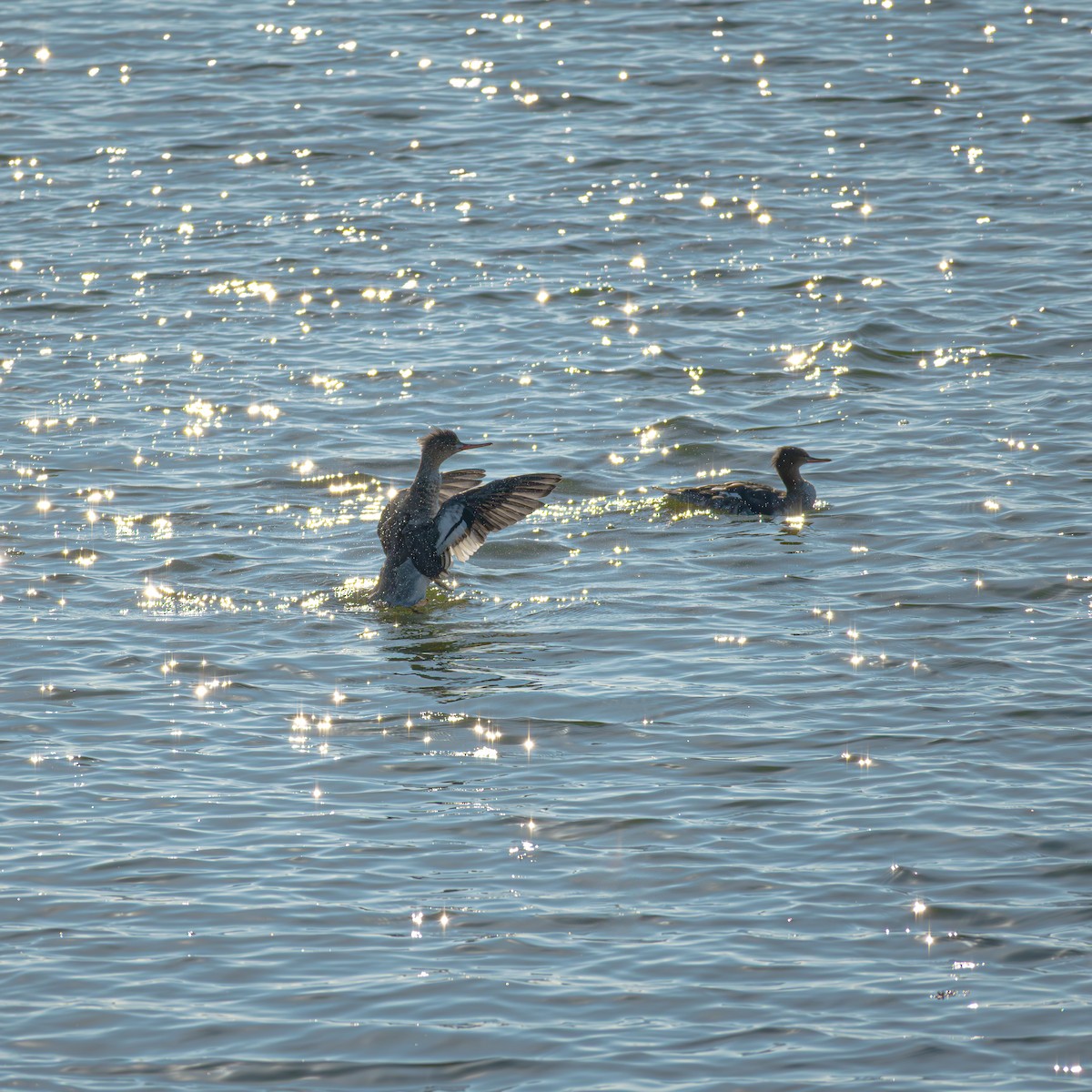 Red-breasted Merganser - ML646192108