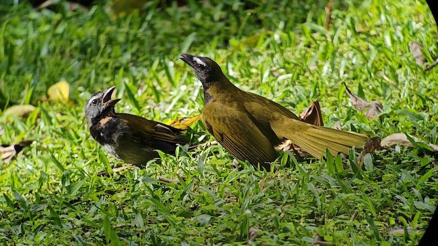 Buff-throated Saltator - ML646192121