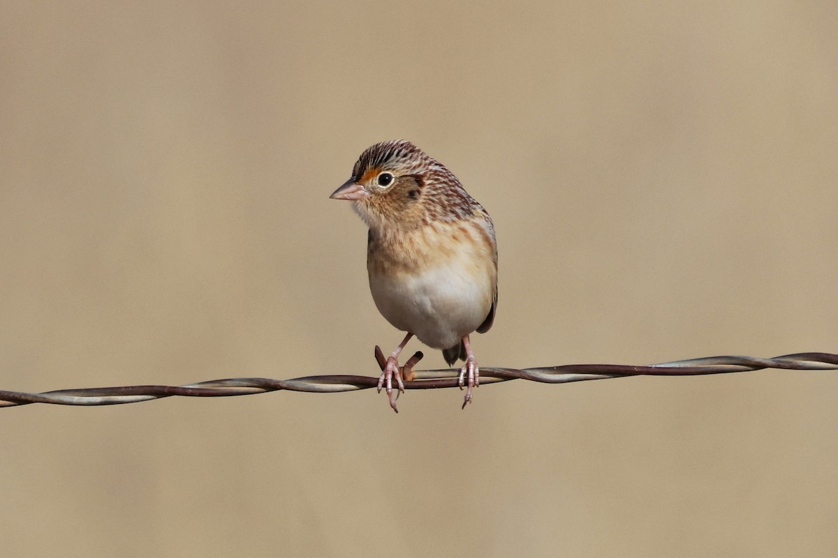 Grasshopper Sparrow - ML646192128