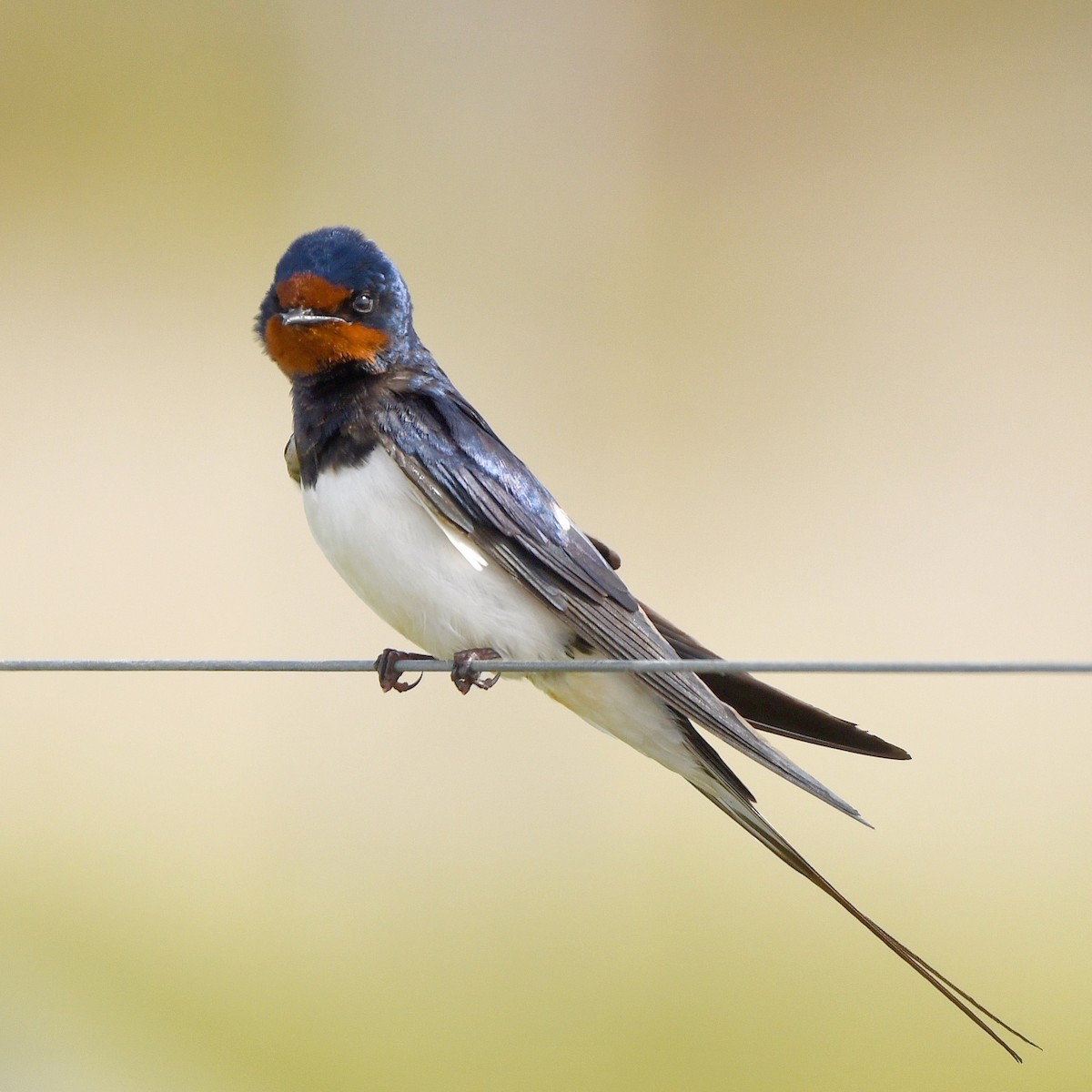 Ластівка сільська - ML646192133