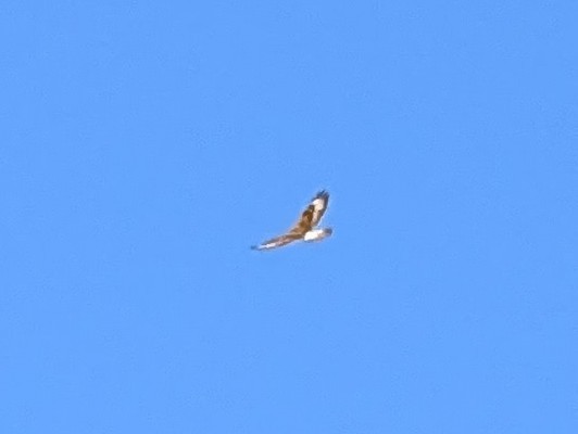 Ferruginous Hawk - ML646192144