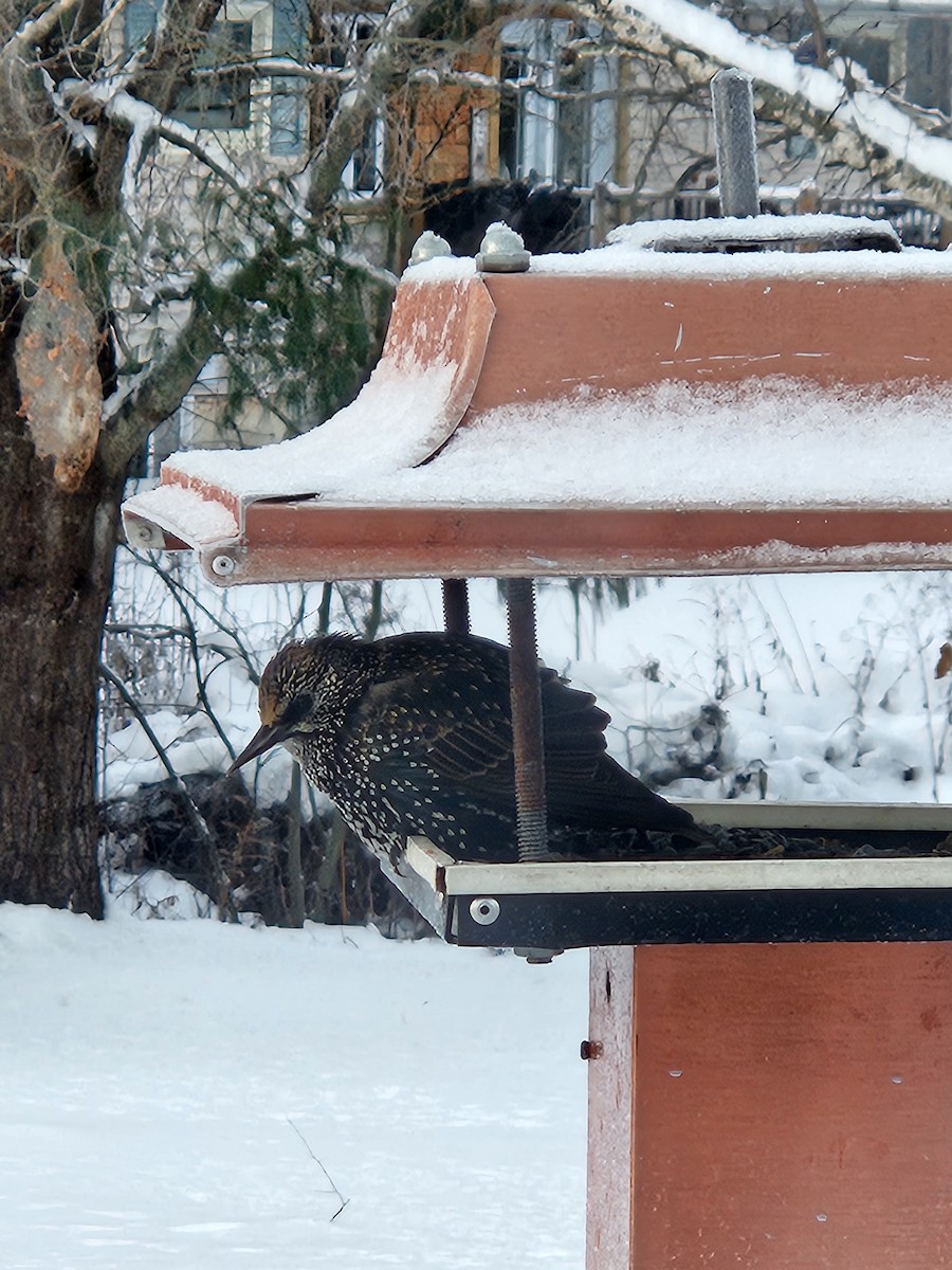 European Starling - ML646192145