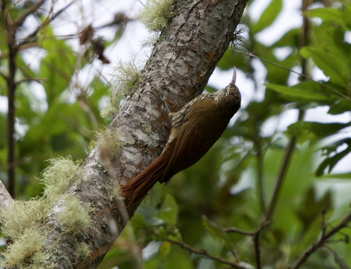 Montane Woodcreeper - ML646192159
