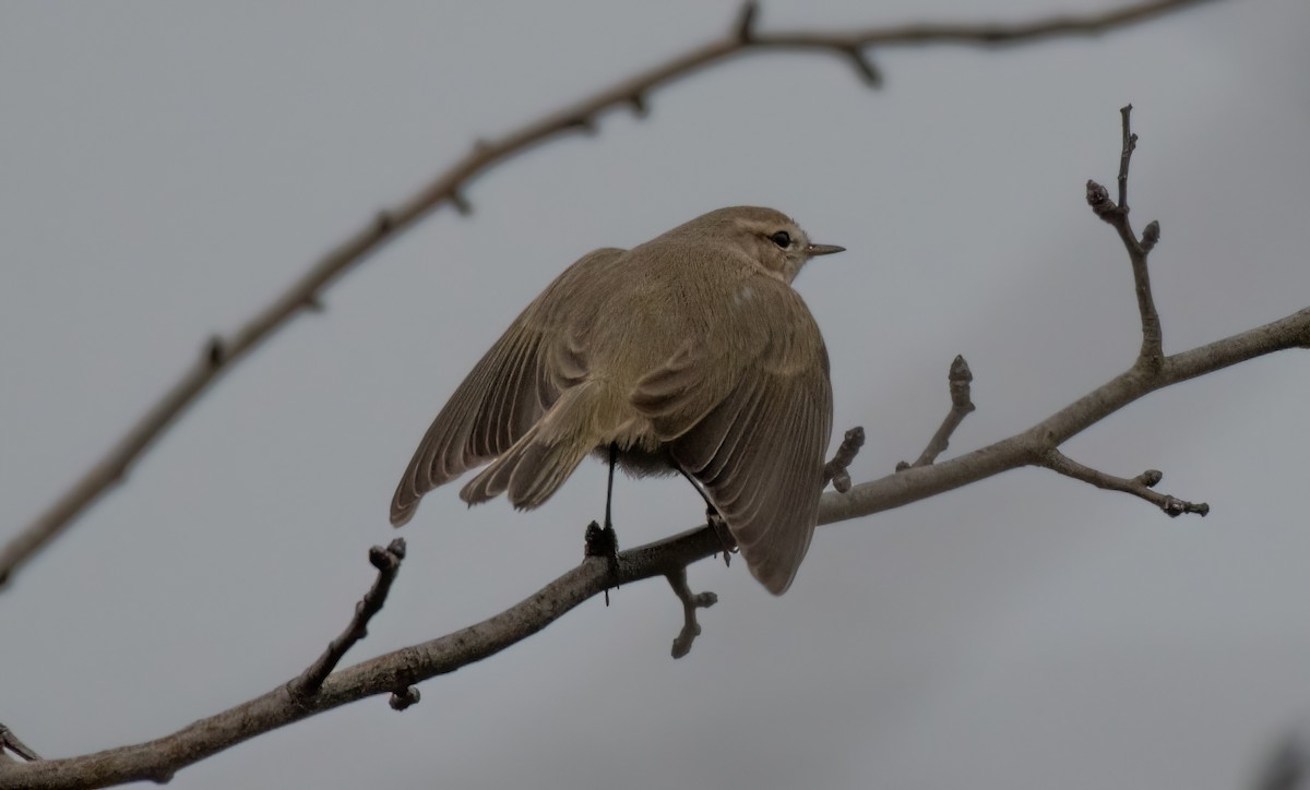 Common Chiffchaff (Siberian) - ML646192160