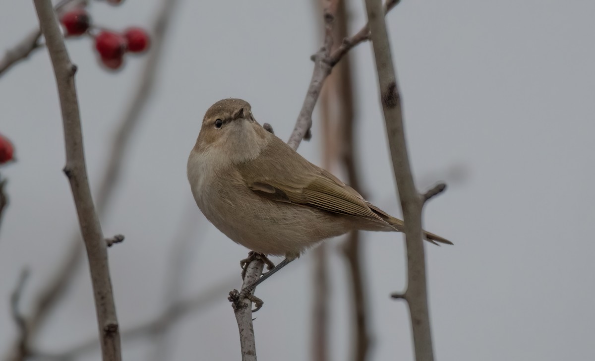 Common Chiffchaff (Siberian) - ML646192161