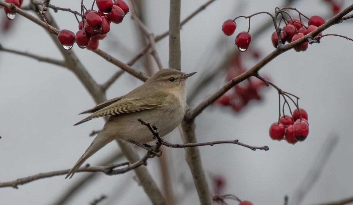 Common Chiffchaff (Siberian) - ML646192162