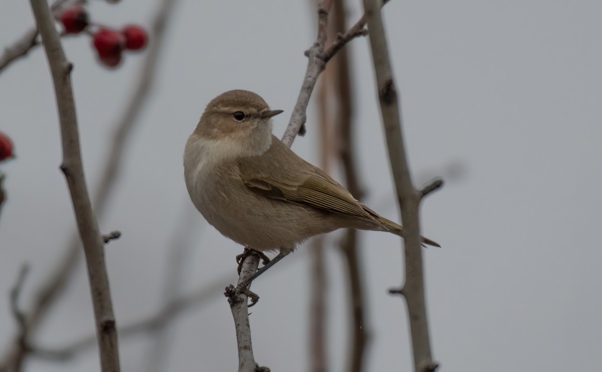 Common Chiffchaff (Siberian) - ML646192163