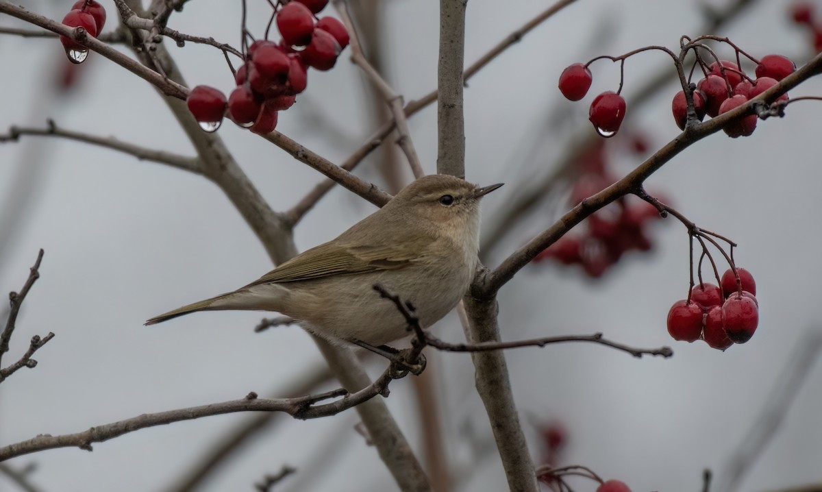 Common Chiffchaff (Siberian) - ML646192164