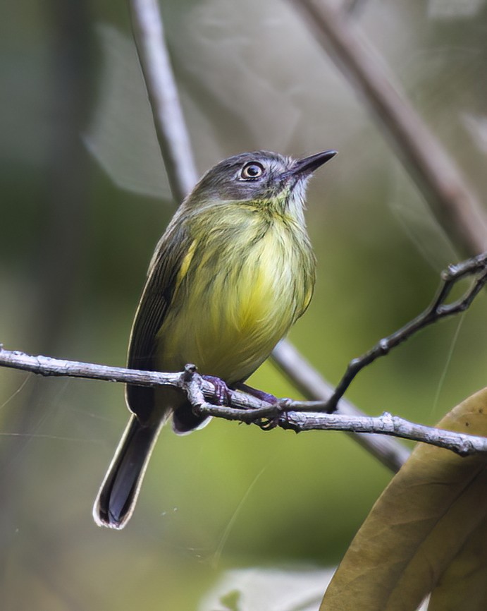 Stripe-necked Tody-Tyrant - ML646192167