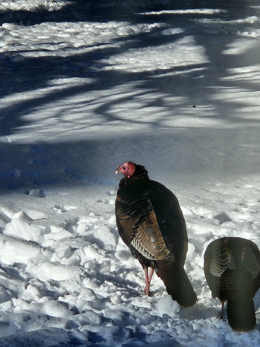 Wild Turkey - ML646192168