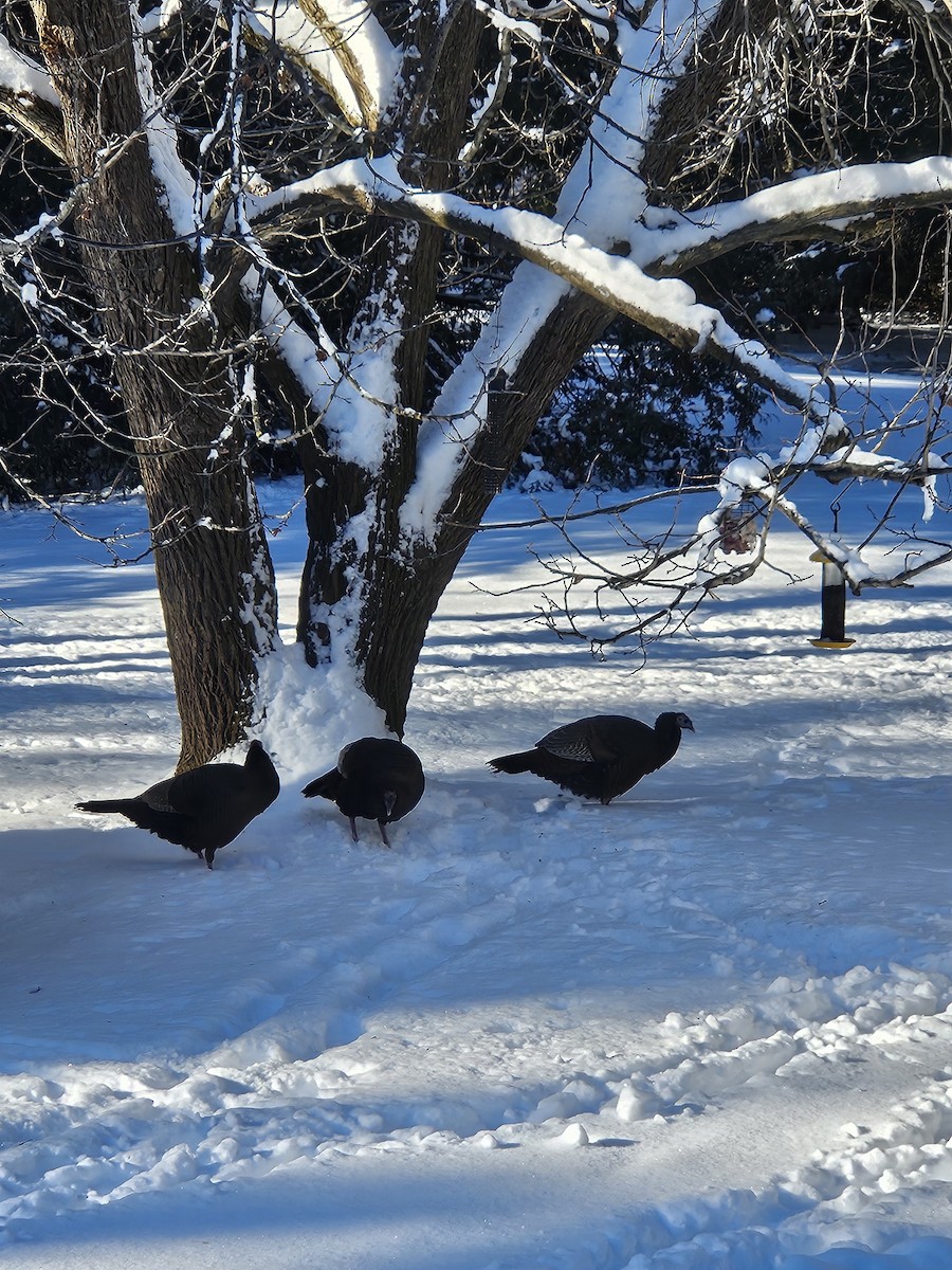 Wild Turkey - ML646192169