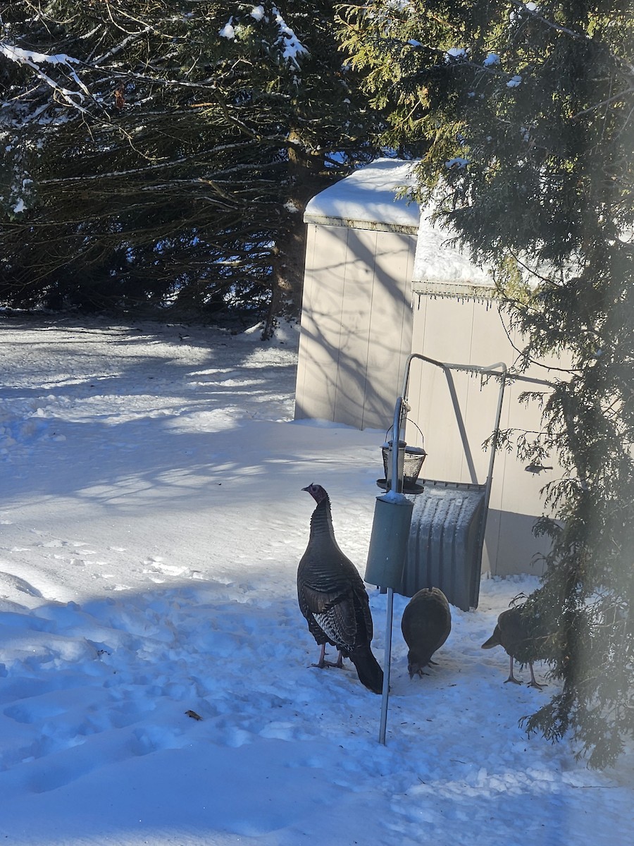 Wild Turkey - ML646192170