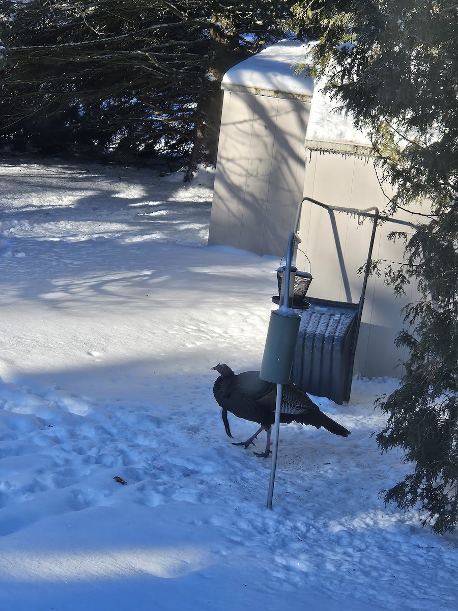 Wild Turkey - ML646192171