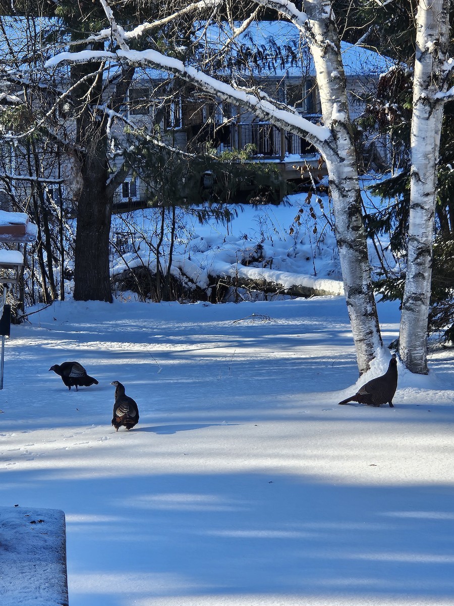 Wild Turkey - ML646192172