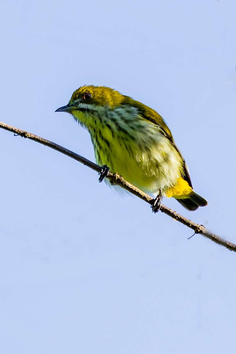 Yellow-vented Flowerpecker - ML646192173