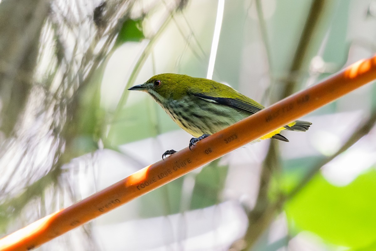 Yellow-vented Flowerpecker - ML646192174