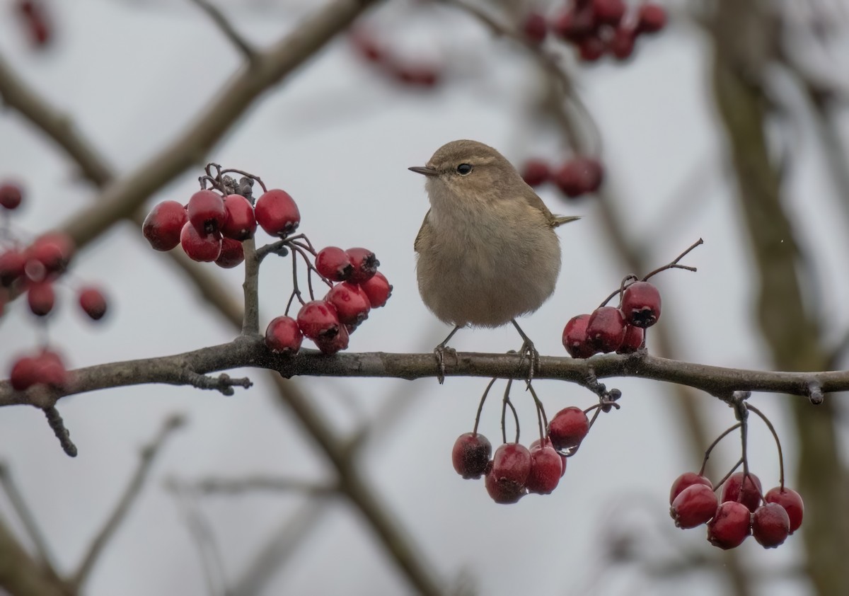 Common Chiffchaff (Siberian) - ML646192175