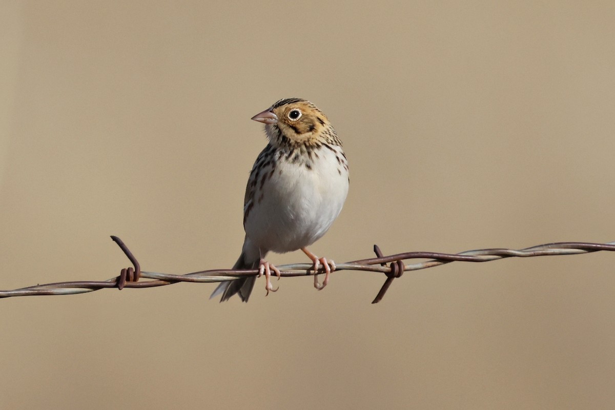 Baird's Sparrow - ML646192181