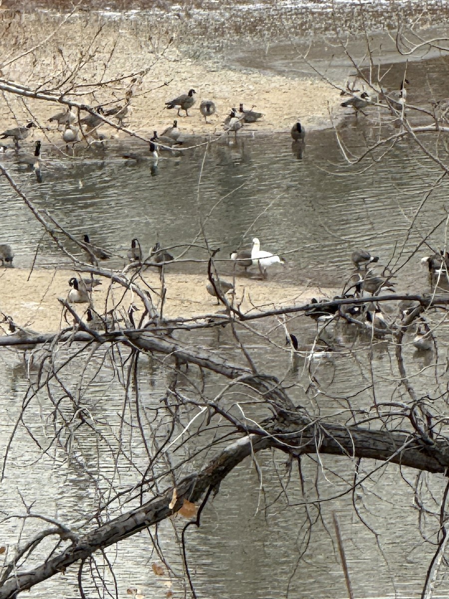 Ross's Goose - ML646192184