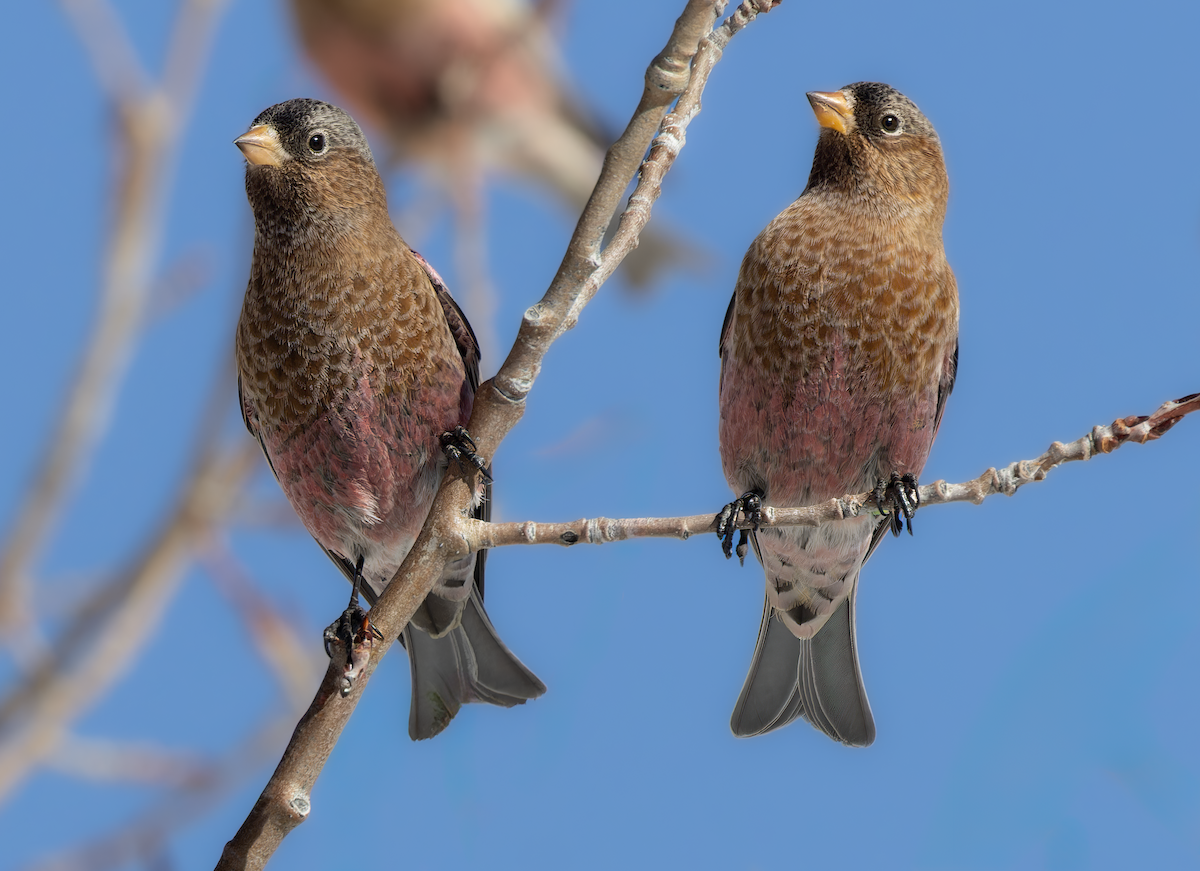 Brown-capped Rosy-Finch - ML646192189