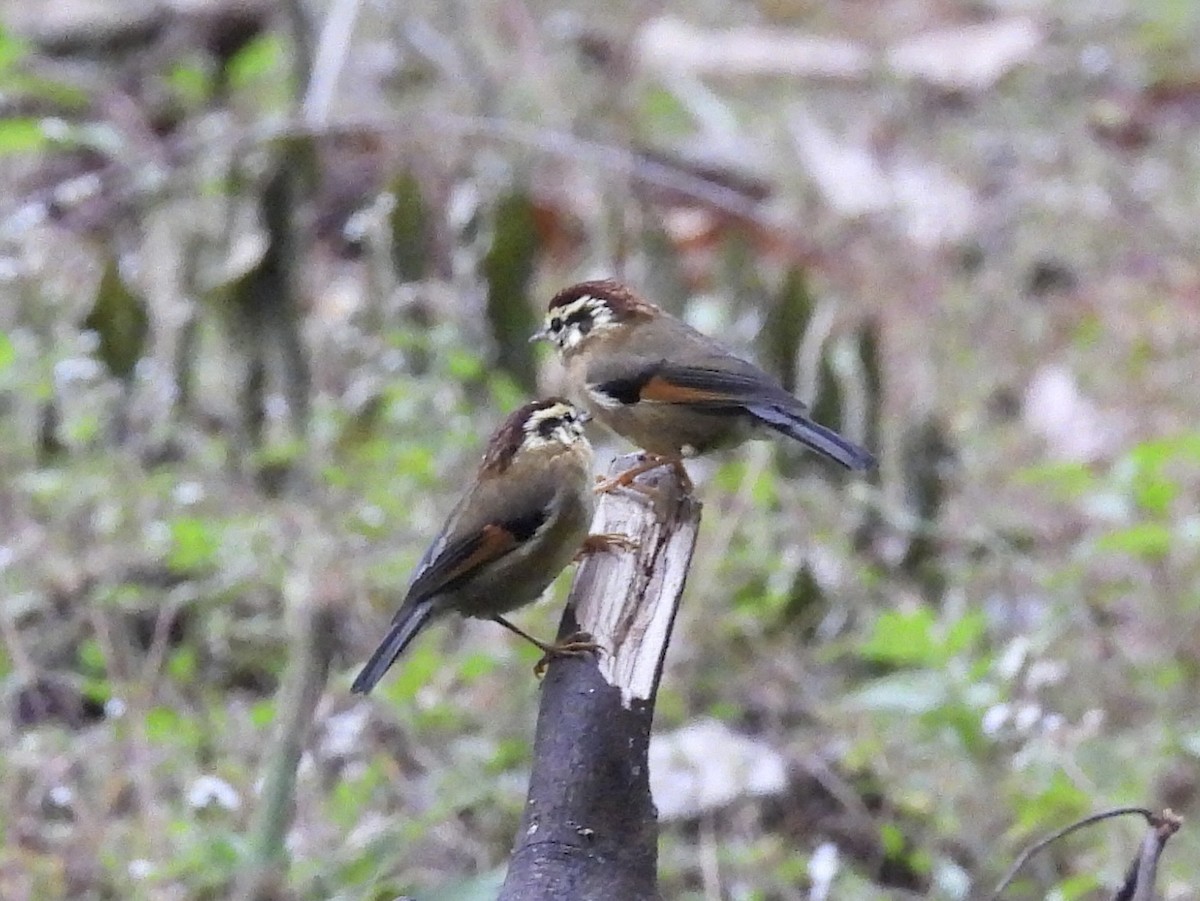 Rufous-winged Fulvetta - ML646192190