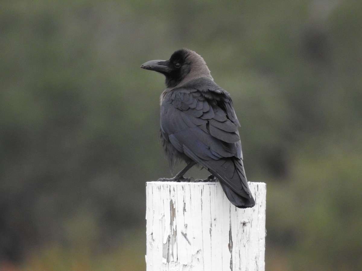 House Crow - ML646192193