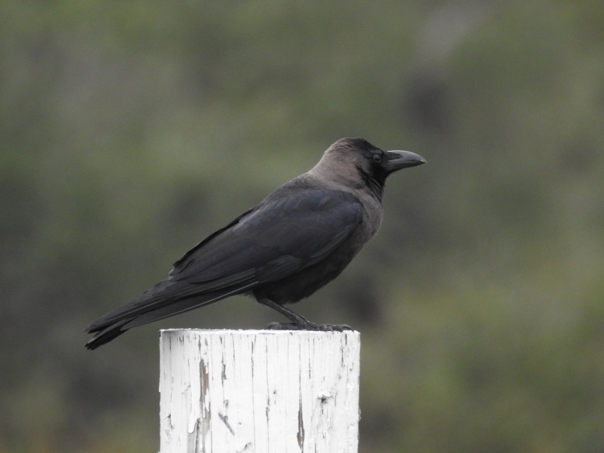 House Crow - ML646192194