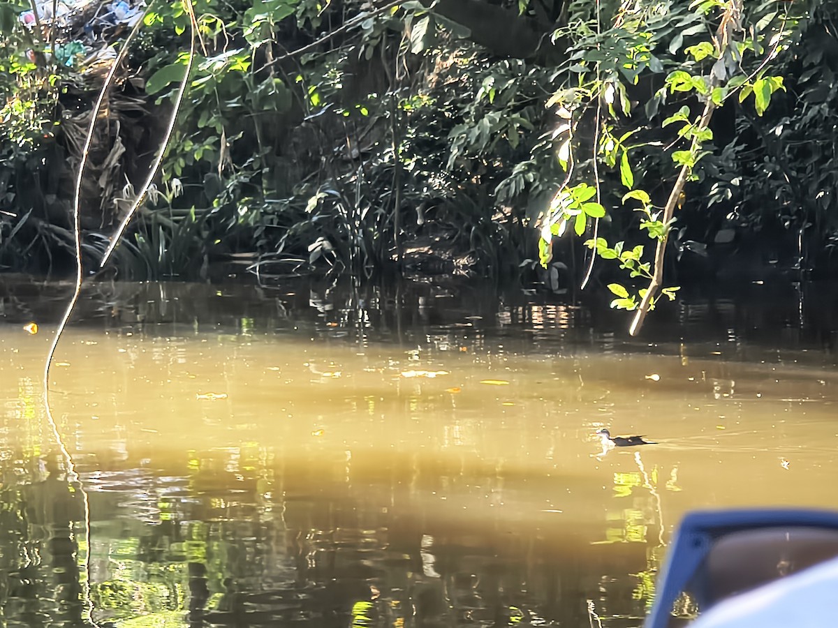 Sungrebe - ML646192198