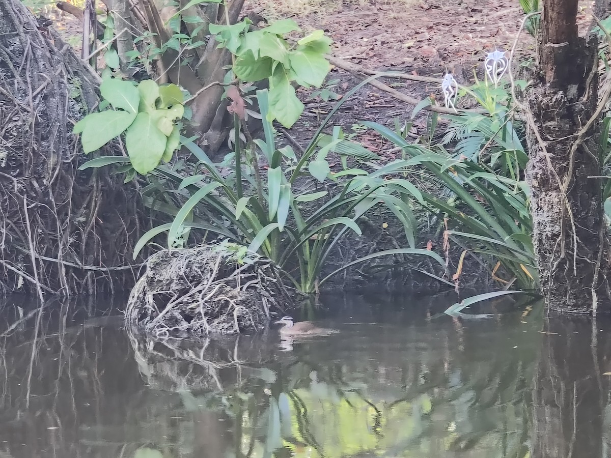 Sungrebe - ML646192199