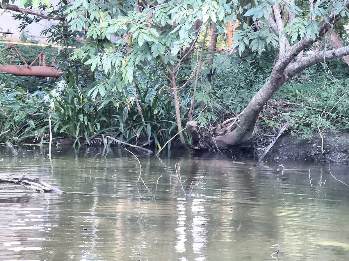 Sungrebe - ML646192200