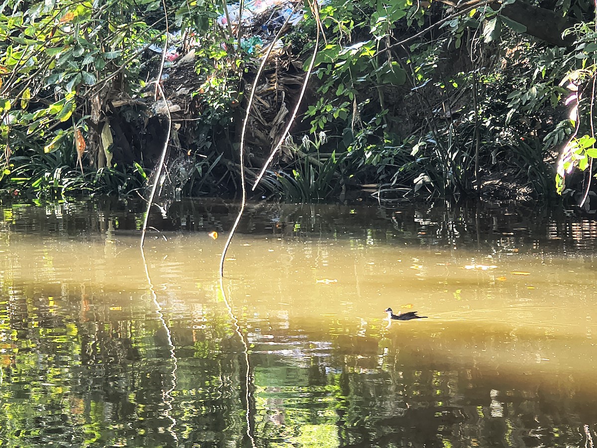 Sungrebe - ML646192201