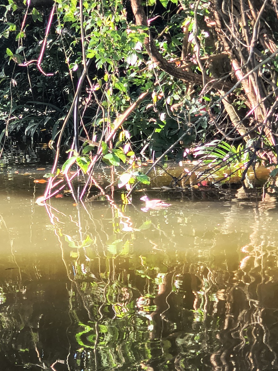 Sungrebe - ML646192202