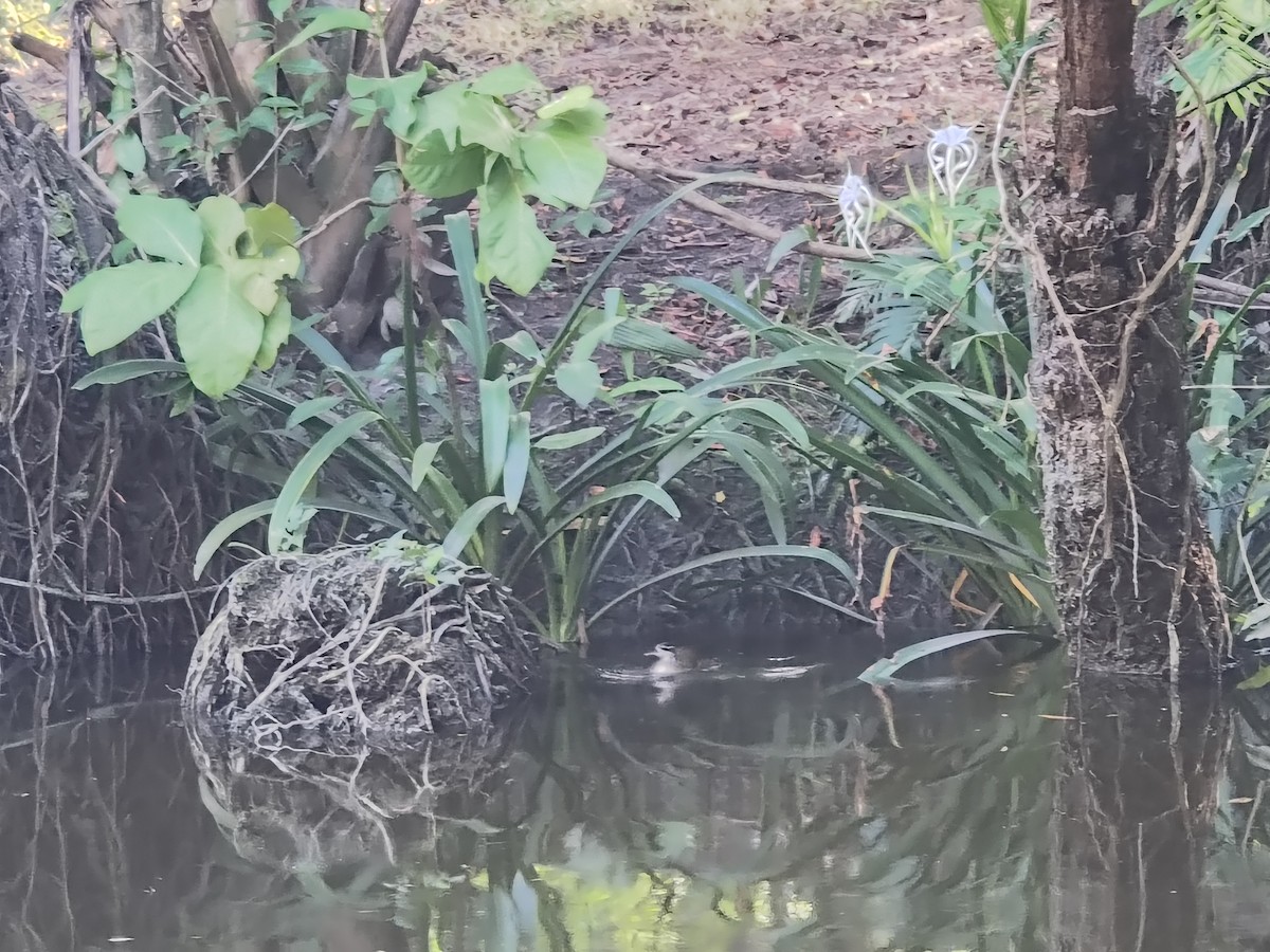 Sungrebe - ML646192203