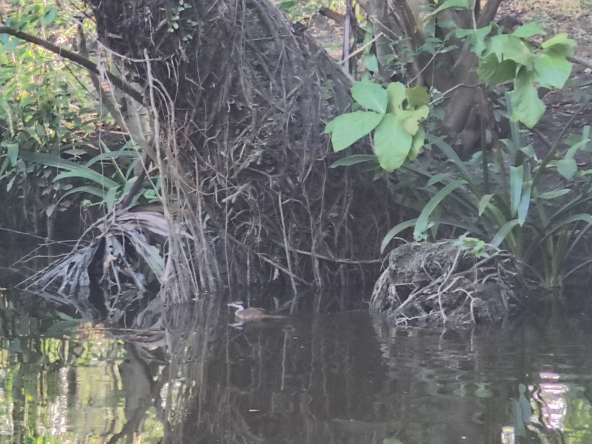 Sungrebe - ML646192204