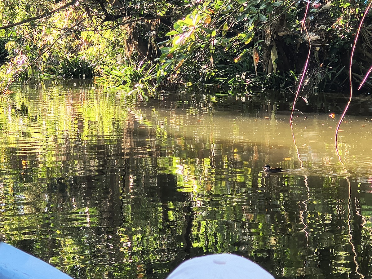 Sungrebe - ML646192205