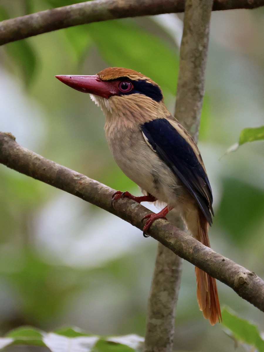 Sulawesi Lilac Kingfisher - ML646192206