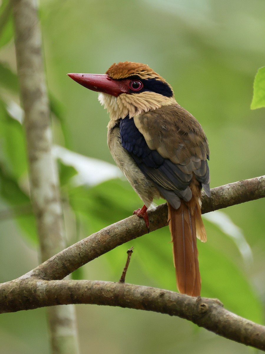 Sulawesi Lilac Kingfisher - ML646192207