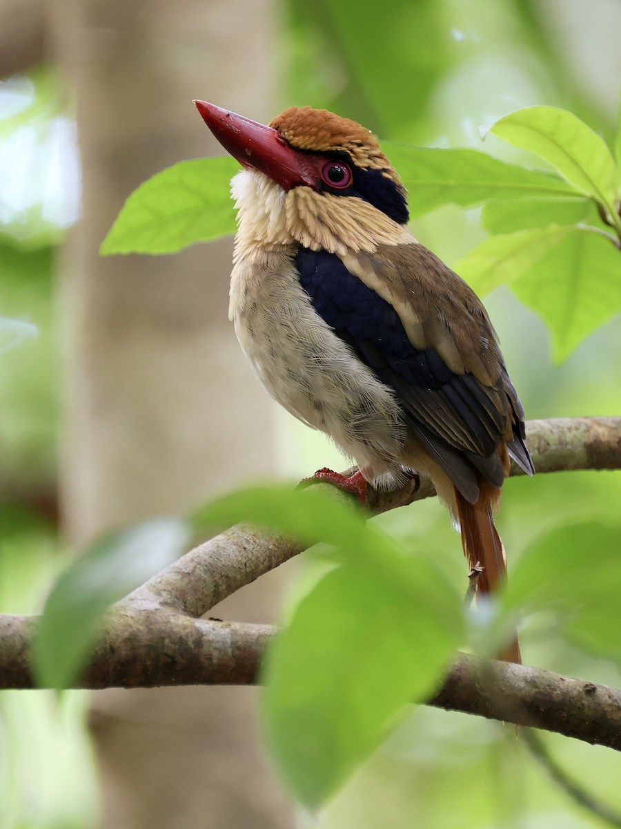 Sulawesi Lilac Kingfisher - ML646192208