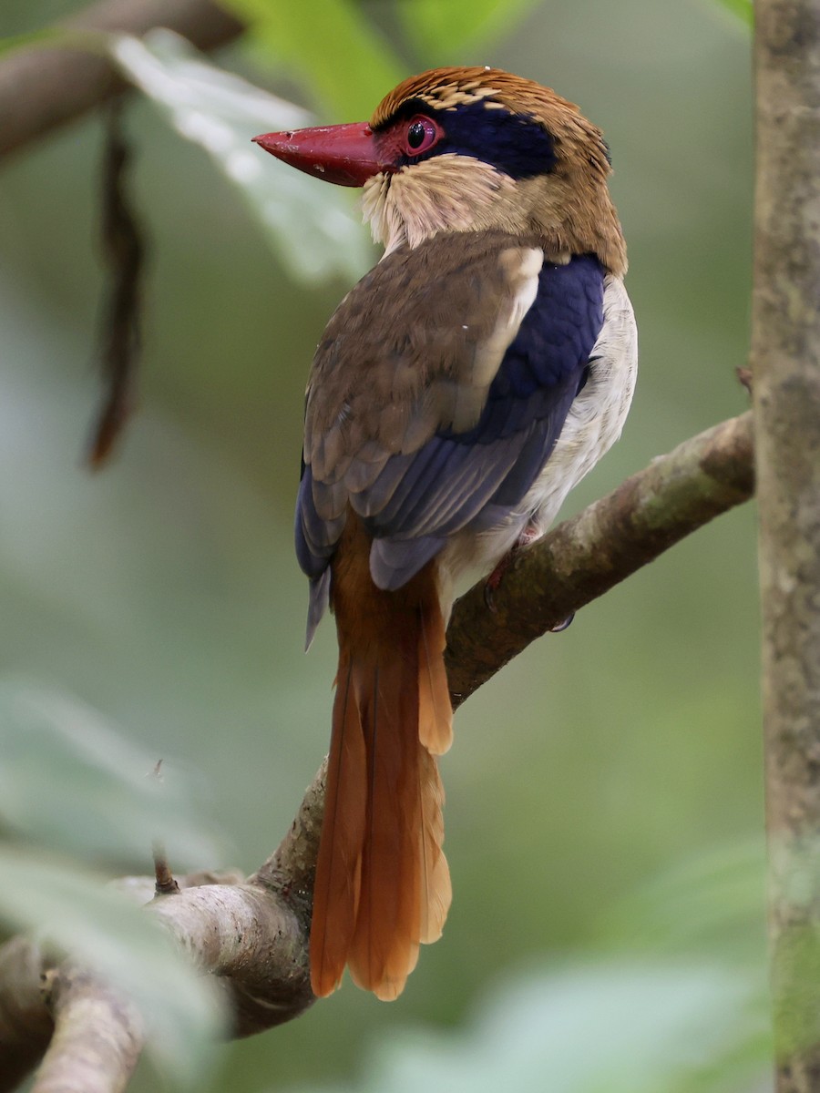 Sulawesi Lilac Kingfisher - ML646192209
