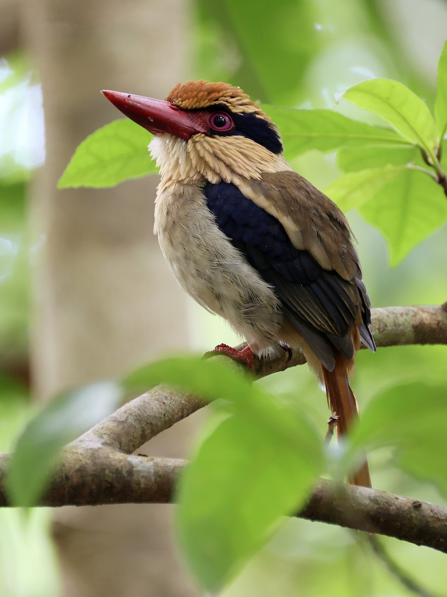 Sulawesi Lilac Kingfisher - ML646192210