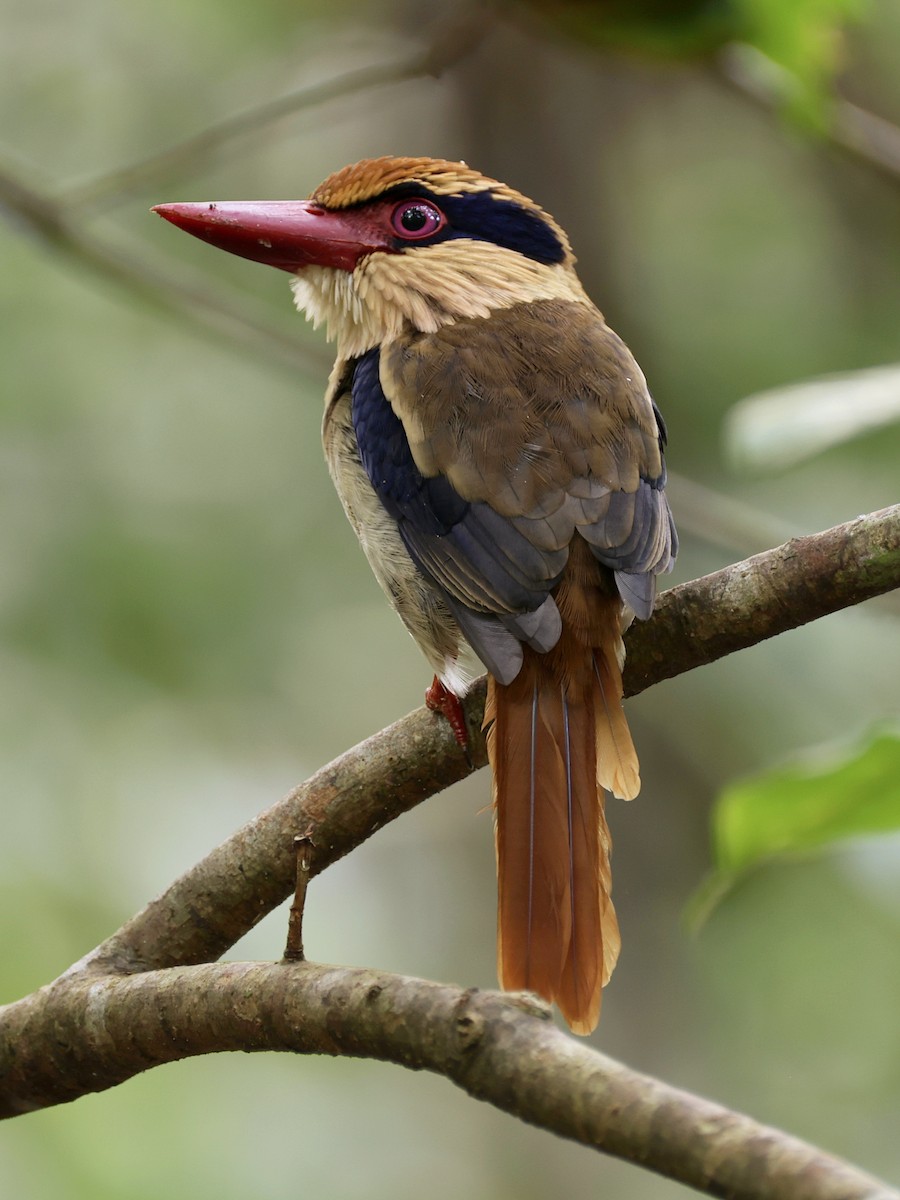 Sulawesi Lilac Kingfisher - ML646192211