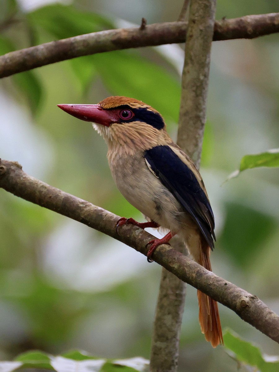 Sulawesi Lilac Kingfisher - ML646192212