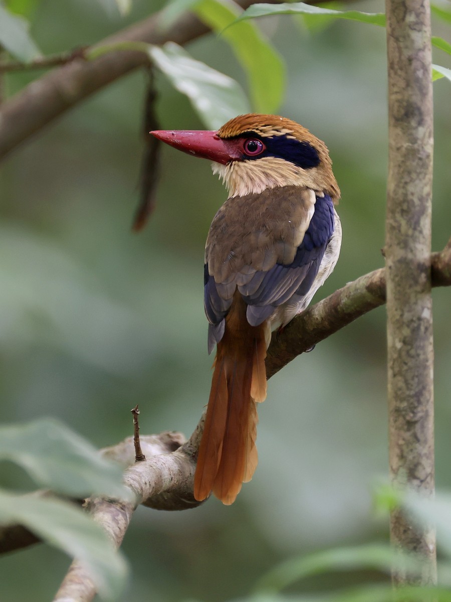 Sulawesi Lilac Kingfisher - ML646192213