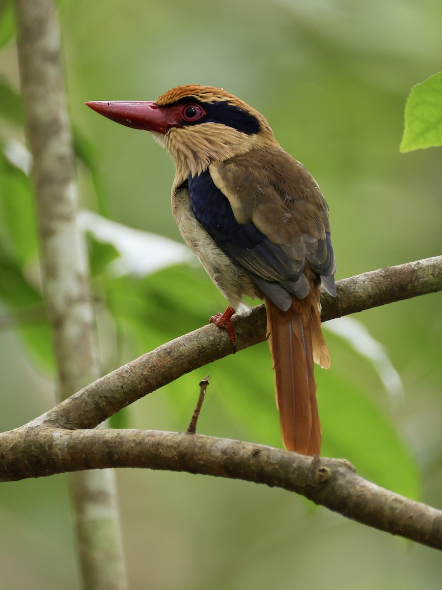Sulawesi Lilac Kingfisher - ML646192214